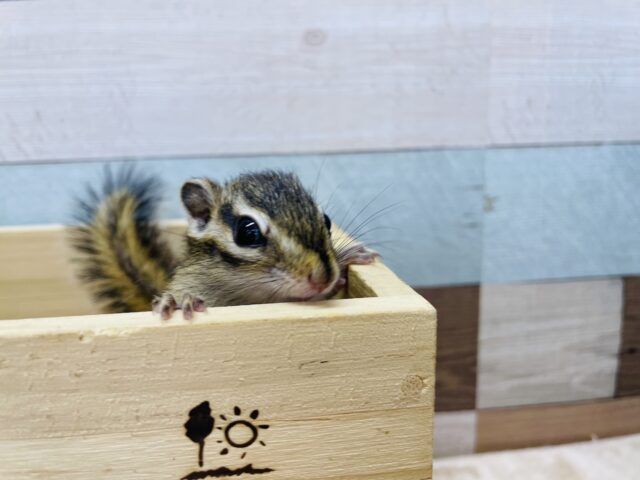 ごはんを食べてる姿が可愛らしい!!シマリスの男の子! シマリス(ノーマル)