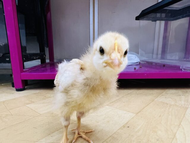 ボリスブラウン