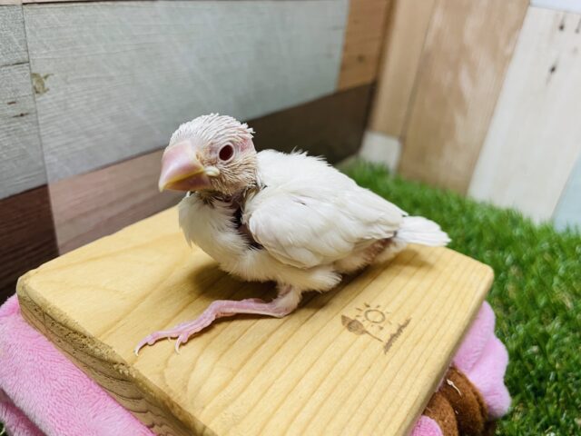 シルバーイノ文鳥
