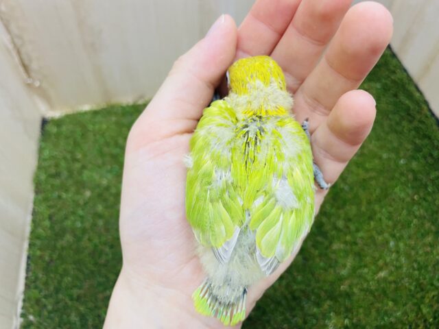 ヤマブキボタンインコ