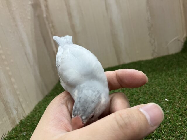 シルバー文鳥