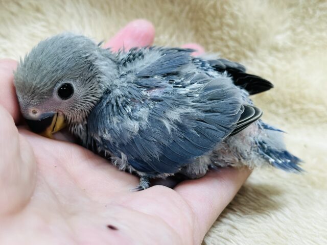きゅるるん瞳✨️あざとい系です♪コザクラインコ(バイオレット)ヒナ コザクラインコ(小桜インコ)
