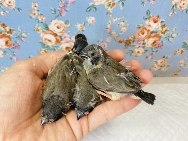 錦花鳥（キンカチョウ）