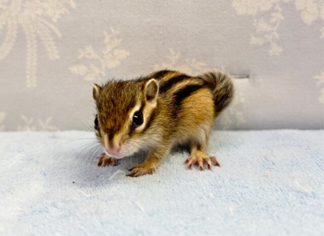 シマリス（ノーマル）