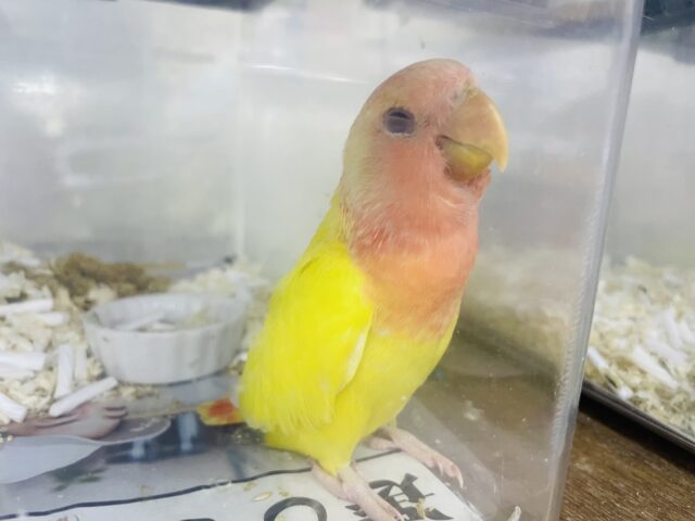 コザクラインコ（小桜インコ）