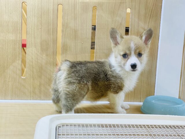 ウェルシュコーギー・ペンブローグ