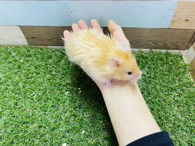 ゴールデンハムスター