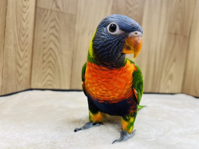 ゴシキセイガイインコ