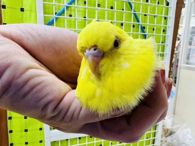 ジャンボセキセイインコ