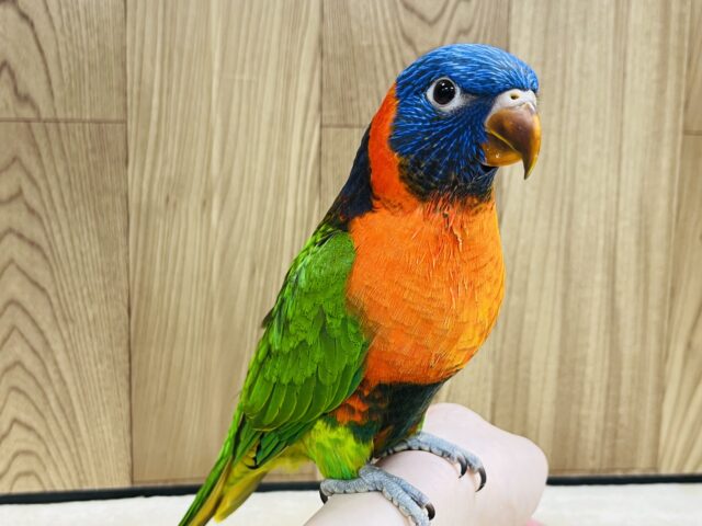 ゴシキセイガイインコ