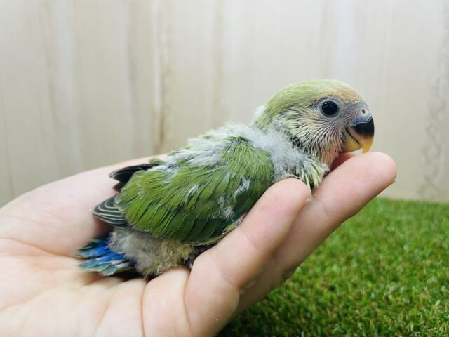 コザクラインコ（小桜インコ）