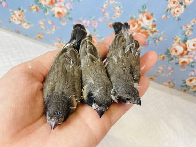 錦花鳥（キンカチョウ）