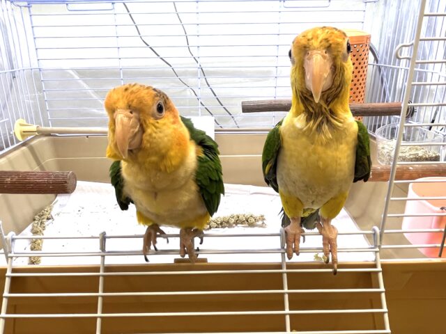 シロハラインコ