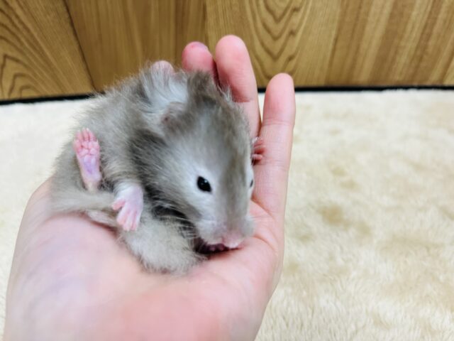 ゴールデンハムスター