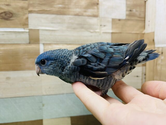 サザナミインコ