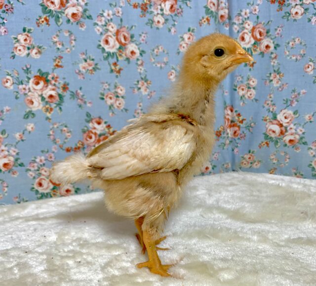 ボリスブラウン