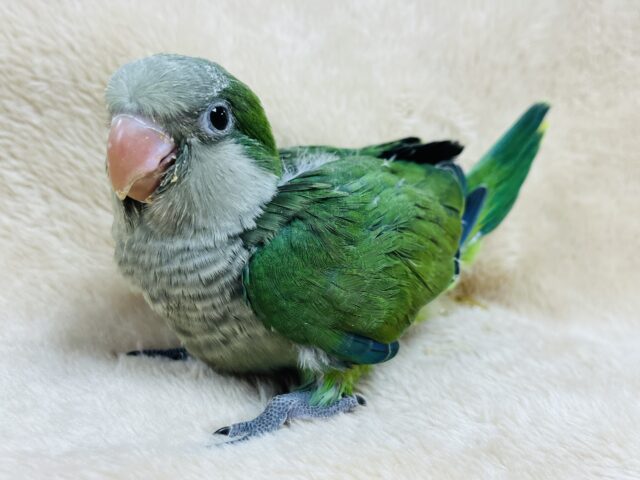 【最新動画更新🪄】いっぱい食べる君が好き♫オキナインコ(グリーン)ヒナ オキナインコ