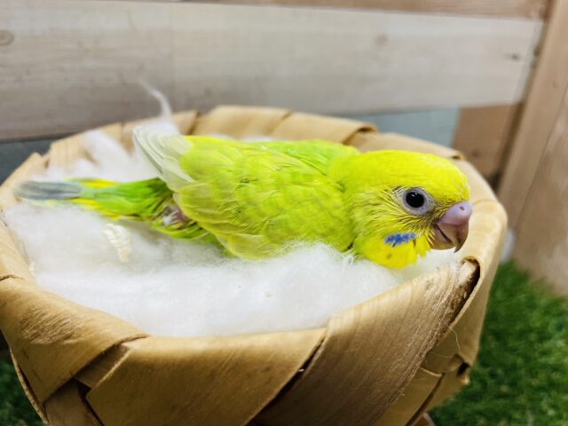 セキセイインコ