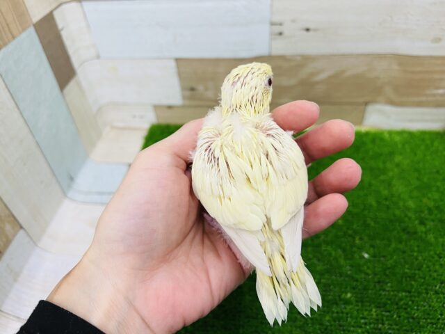 サザナミインコ