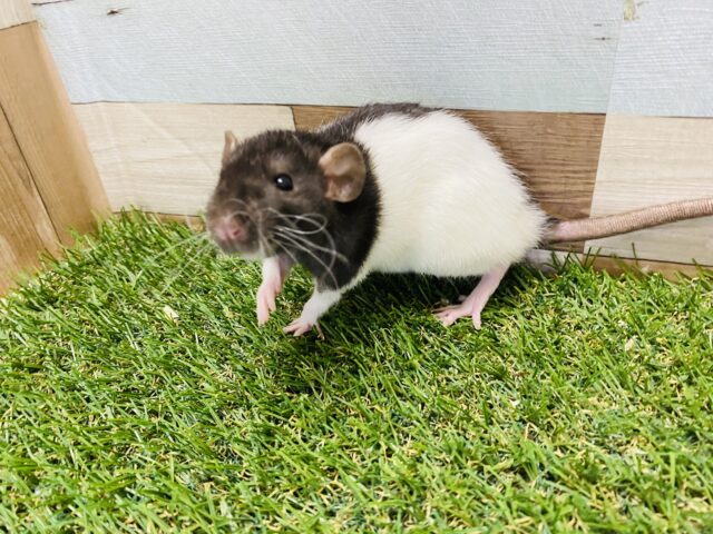 ファンシーラット