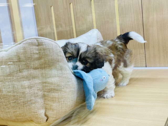 陽気にステップ〜✨ミックス犬(ペキニーズ×キャバリア)ちゃん! キャバペキ(ペキキャバ)