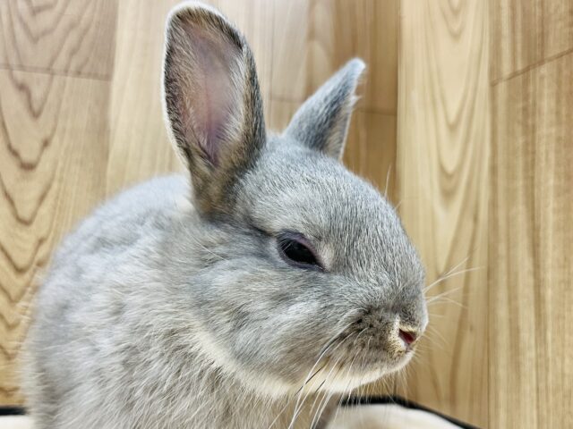 ネザーランドドワーフ