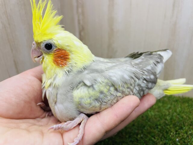 オカメインコ