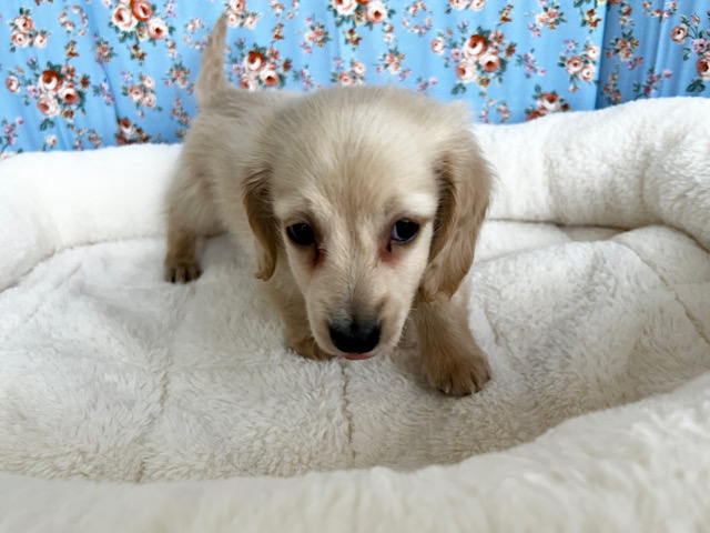 ミニチュアダックス