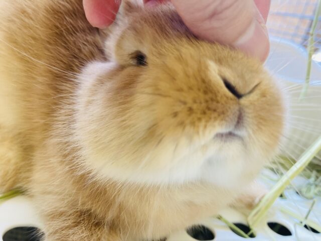 ネザーランドドワーフ