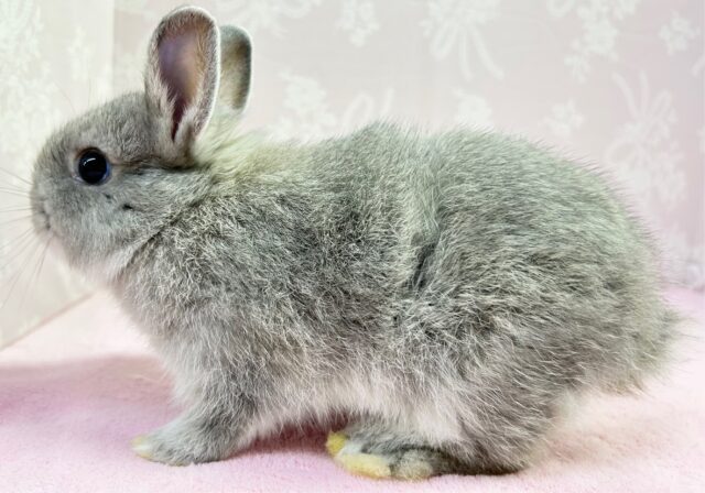 ネザーランドドワーフ