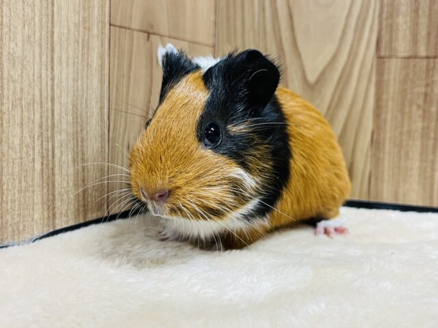 イングリッシュモルモット