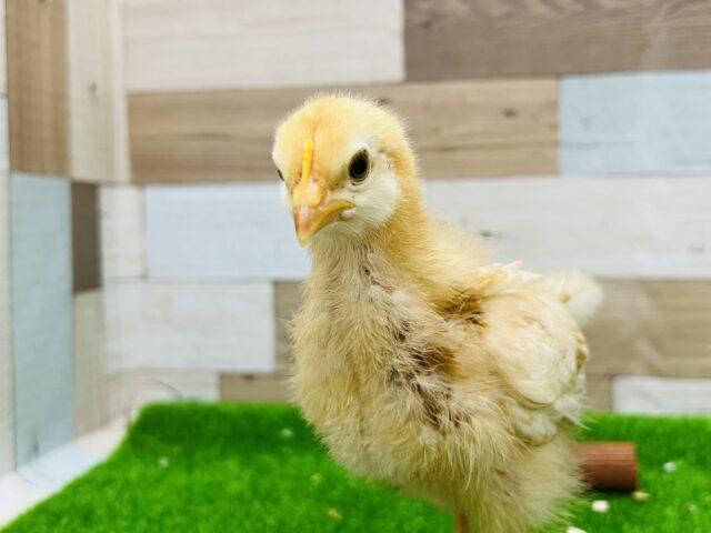 ボリスブラウン