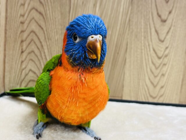 ゴシキセイガイインコ