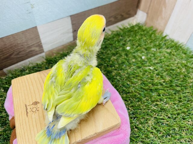 コザクラインコ（小桜インコ）