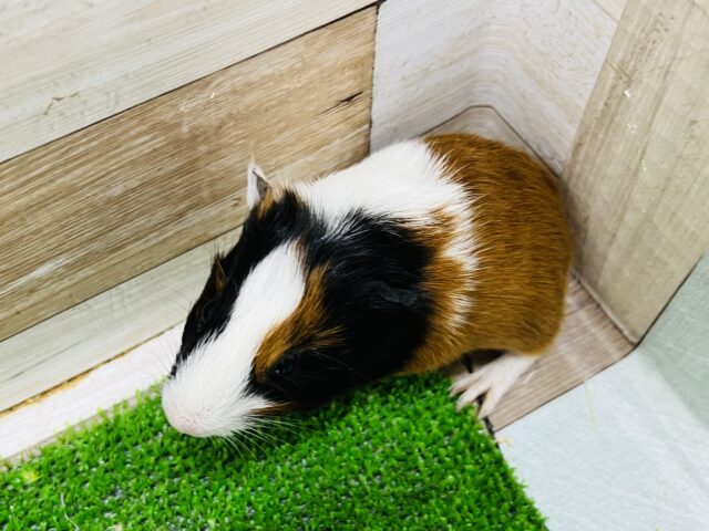 イングリッシュモルモット