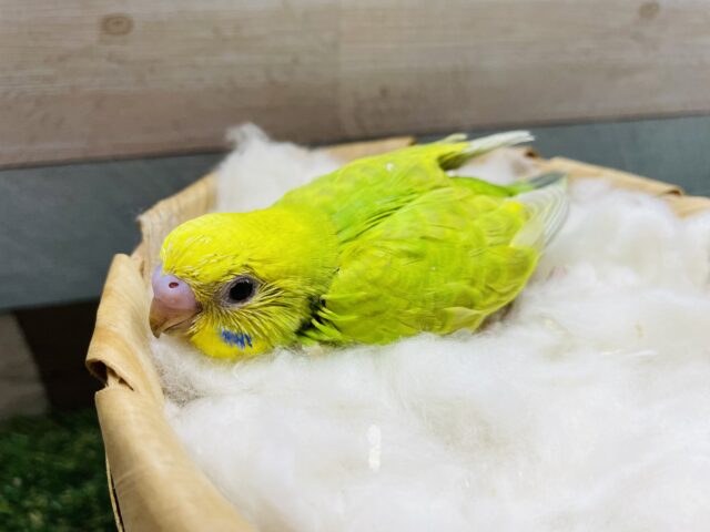 セキセイインコ