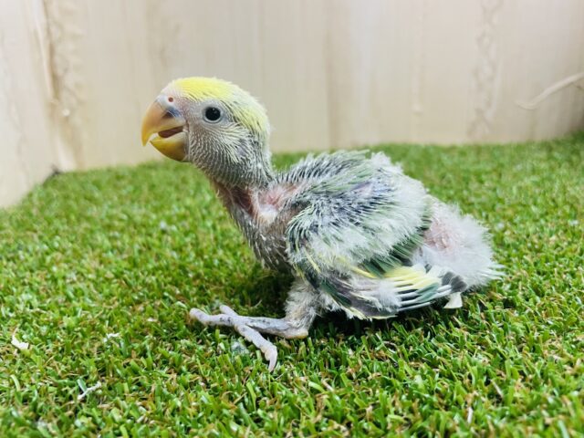 コザクラインコ（小桜インコ）