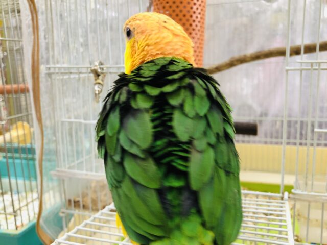 シロハラインコ