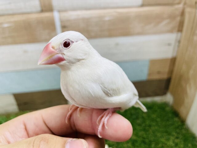 シルバーイノ文鳥