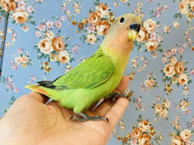 コザクラインコ（小桜インコ）
