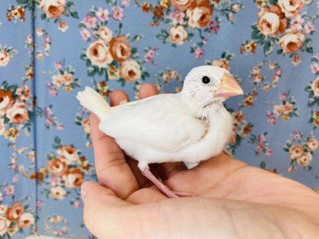 桜文鳥 / 白文鳥