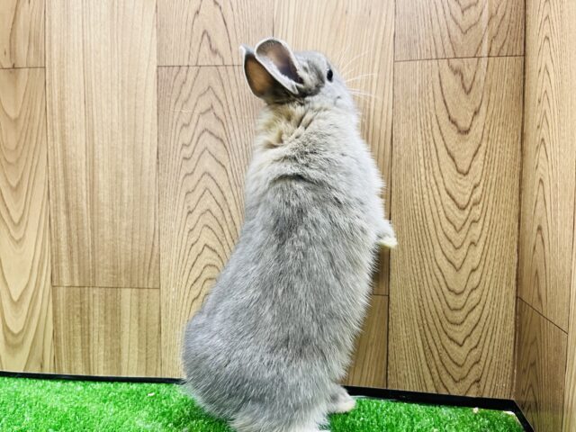 美うさぎ♡ぬいぐるみみたい🐰ネザーランドドワーフ(ブルーオター) ネザーランドドワーフ