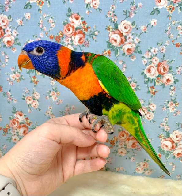 アカエリゴシキセイガイインコ