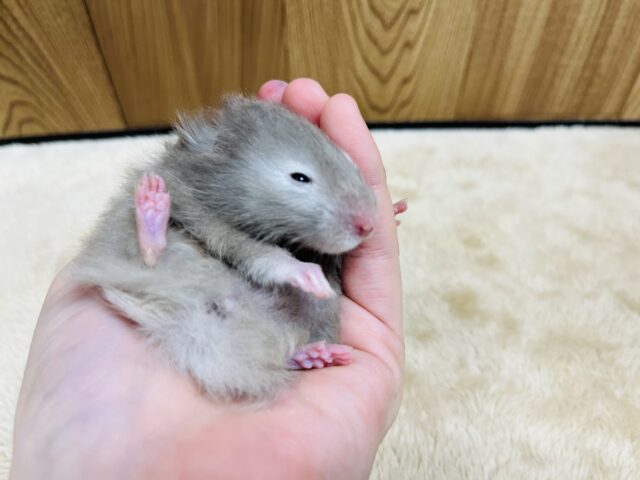 ゴールデンハムスター