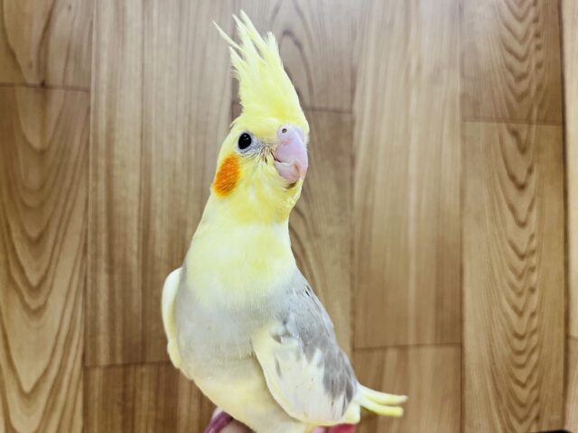 オカメインコ