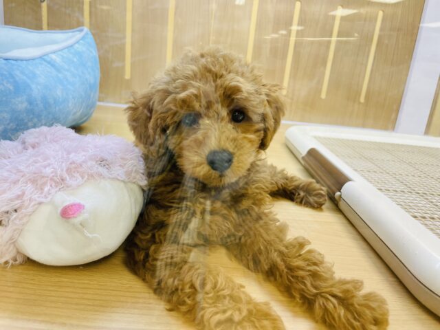 トイプードル