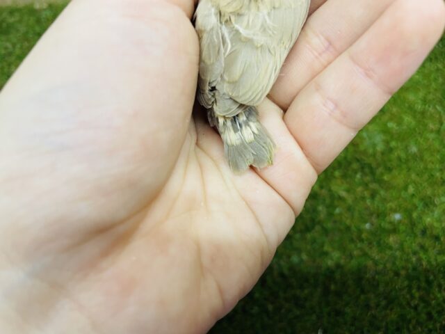 錦花鳥（キンカチョウ）