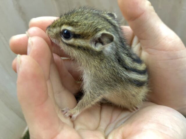 シマリス（ノーマル）