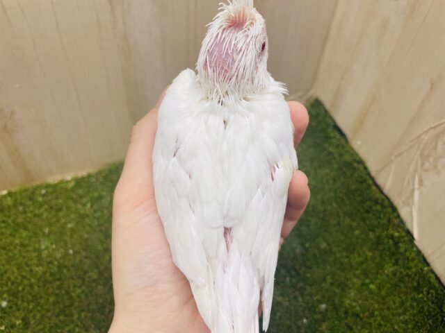 オカメインコ