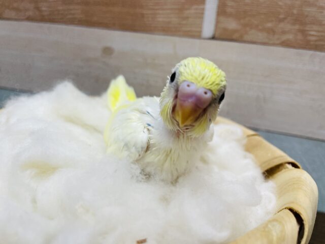 セキセイインコ